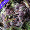 Purple Feminized