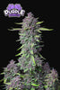 Purple Punch Autoflowering Feminized