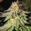 Rainbow Valley Regular