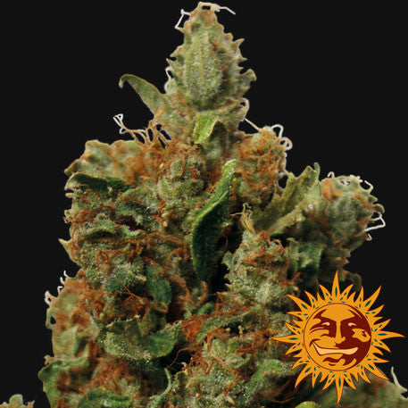 Red Diesel Feminized