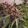 Red Kachina Feminized