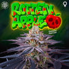 Rotten Apple Feminized