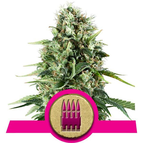 Royal AK Feminized