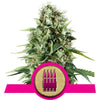 Royal AK Feminized