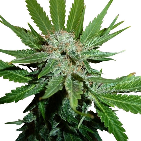 Royal Cheese (Fast Flowering) Feminized