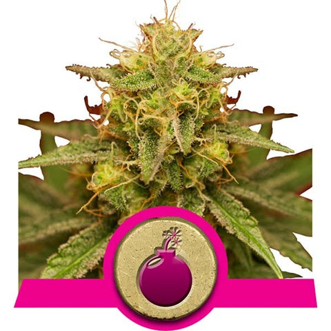 Royal Domina Feminized