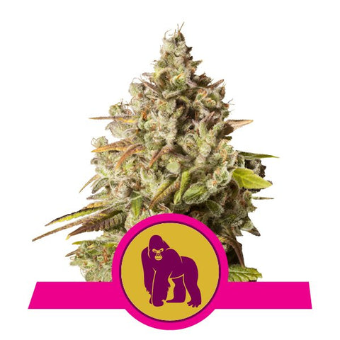 Royal Gorilla Feminized