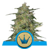 Royal Highness Medicinal