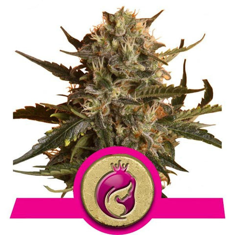 Royal Madre Feminized