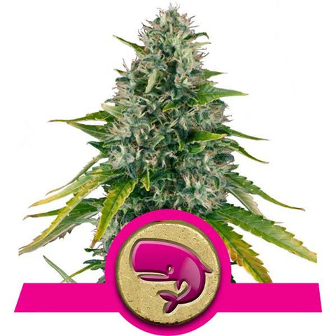 Royal Moby Feminized