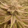 Runtz Ghost Train Feminized