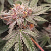 Orange Runtz Cake Feminized