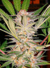 S.A.D. Sweet Afgani Delicious F1 Fast Version Feminized