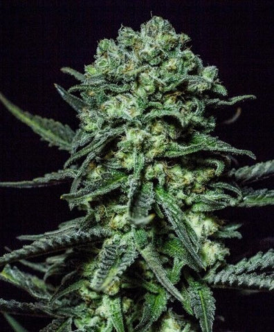 MUSƎ Feminized