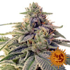 Shiskaberry Feminized