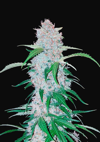 Six Shooter Autoflowering Feminized