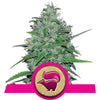 Skunk XL Feminized