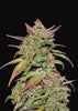 Smoothie Autoflowering Feminized