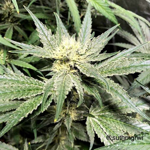 Sour Sundae Feminized