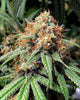 Sour Fusion Feminized