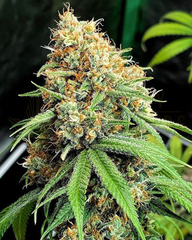 Sour Fusion Feminized