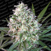 Space Cookies Feminized