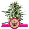 Special Queen #1 Feminized