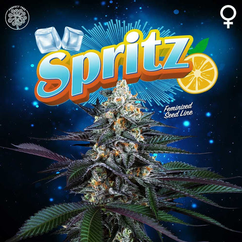 Spritz Feminized