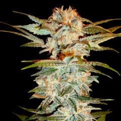 Stacked OG Kush Feminized