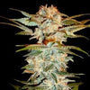 Stacked OG Kush Feminized