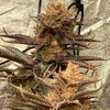 Strawberry Cane Feminized