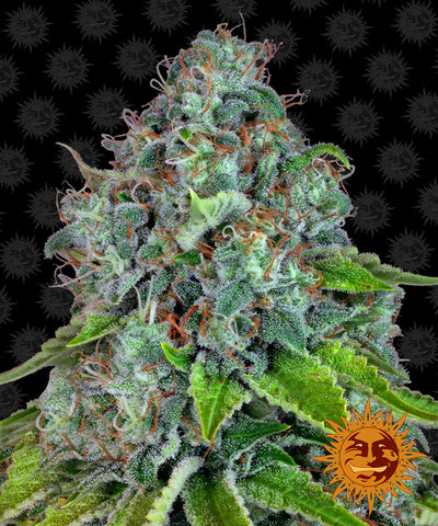 Strawberry Lemonade Feminized