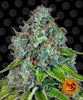 Strawberry Lemonade Feminized