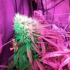 Strawberry StarDawg Feminized