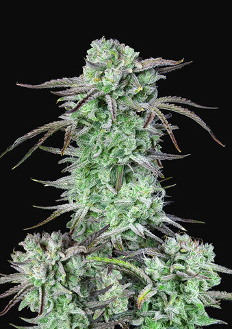 Strawberry Banana Autoflowering Feminized