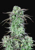 Strawberry Banana Autoflowering Feminized