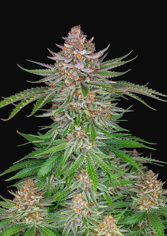 Strawberry Pie Autoflowering Feminized