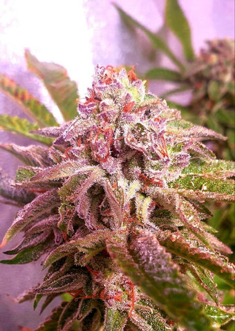 Strawberry Wedding Cake Feminized