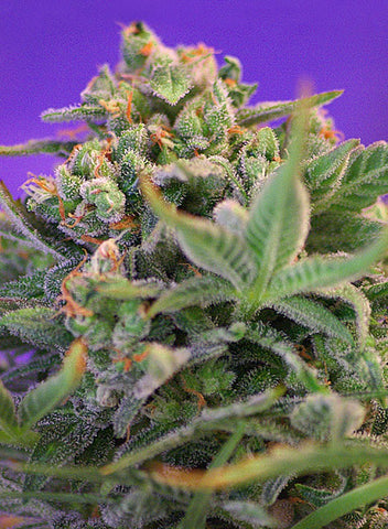 Sweet Cheese F1 Fast Version Feminized