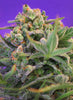 Sweet Cheese F1 Fast Version Feminized