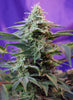 Sweet Special F1 Fast Version Feminized