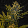 MelonSicle Feminized