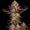 Tangerine Sorbet Feminized