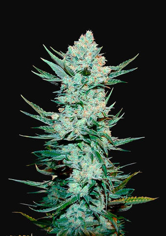 Tangie Autoflowering Feminized