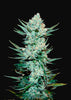 Tangie Autoflowering Feminized