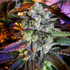 Temple Kush F-2 (A Line) Regular