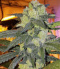 Temple Kush F-2 (B Line) Regular