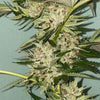 Banana Loaf Feminized