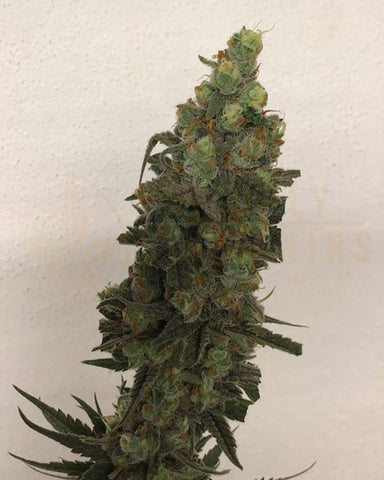 Tropical Orange Soul Feminized