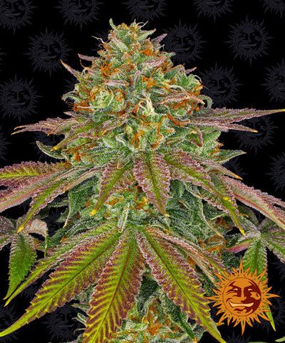 Wedding Cake™ Feminized